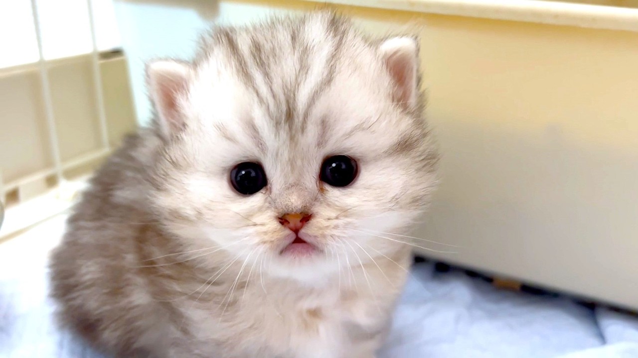 ★まとめ★いつかのクルミ家の子猫達をまとめてみた件【猫のいる生活Vol.724～728】出産動画 マンチカン短足・ミヌエット・ペルシャ猫専門ブリーダー『ペット蔵人』【子猫の成長記録】
