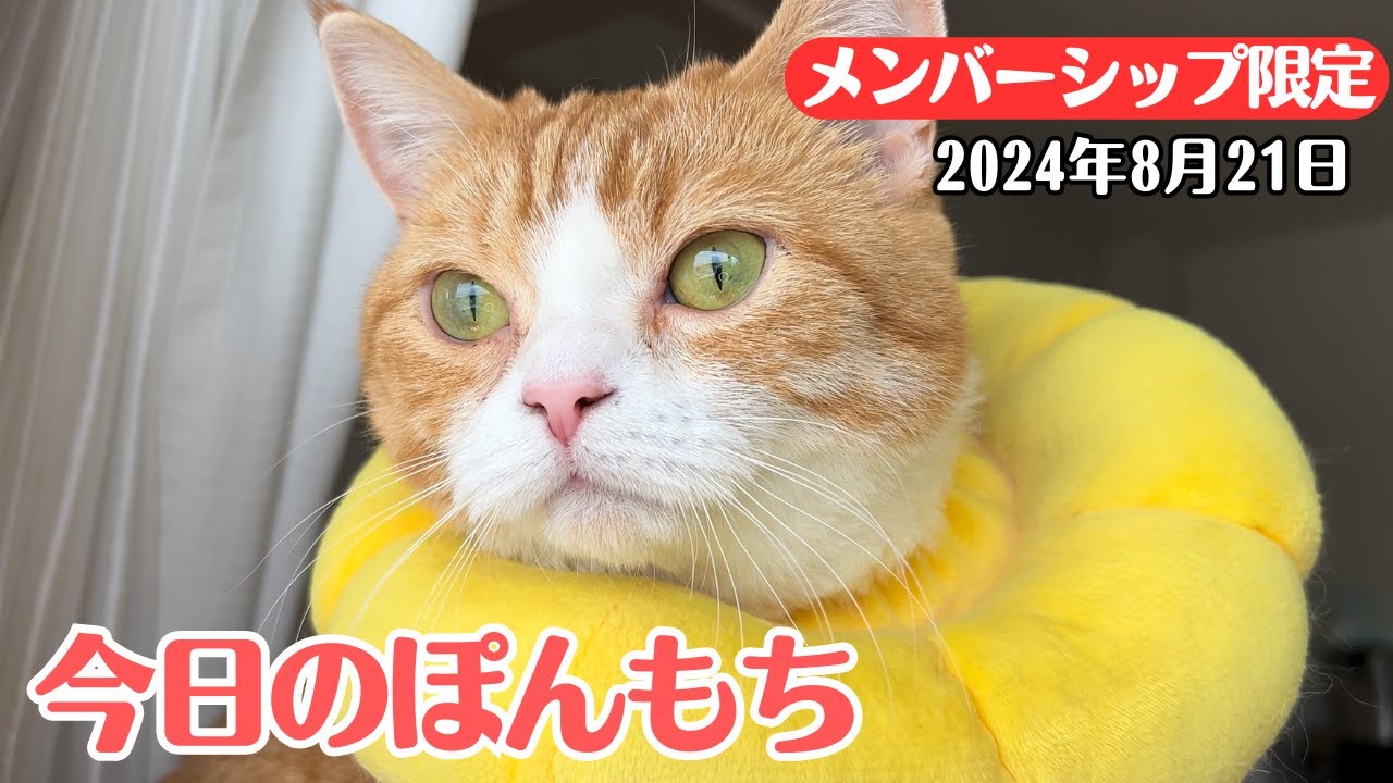 【特別公開】この動画は8月21日にメンバー限定で公開した動画です！