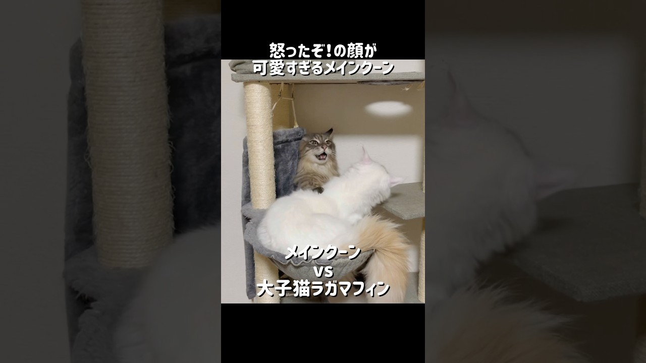 怒ったぞ！の顔が可愛すぎるメインクーン #shorts