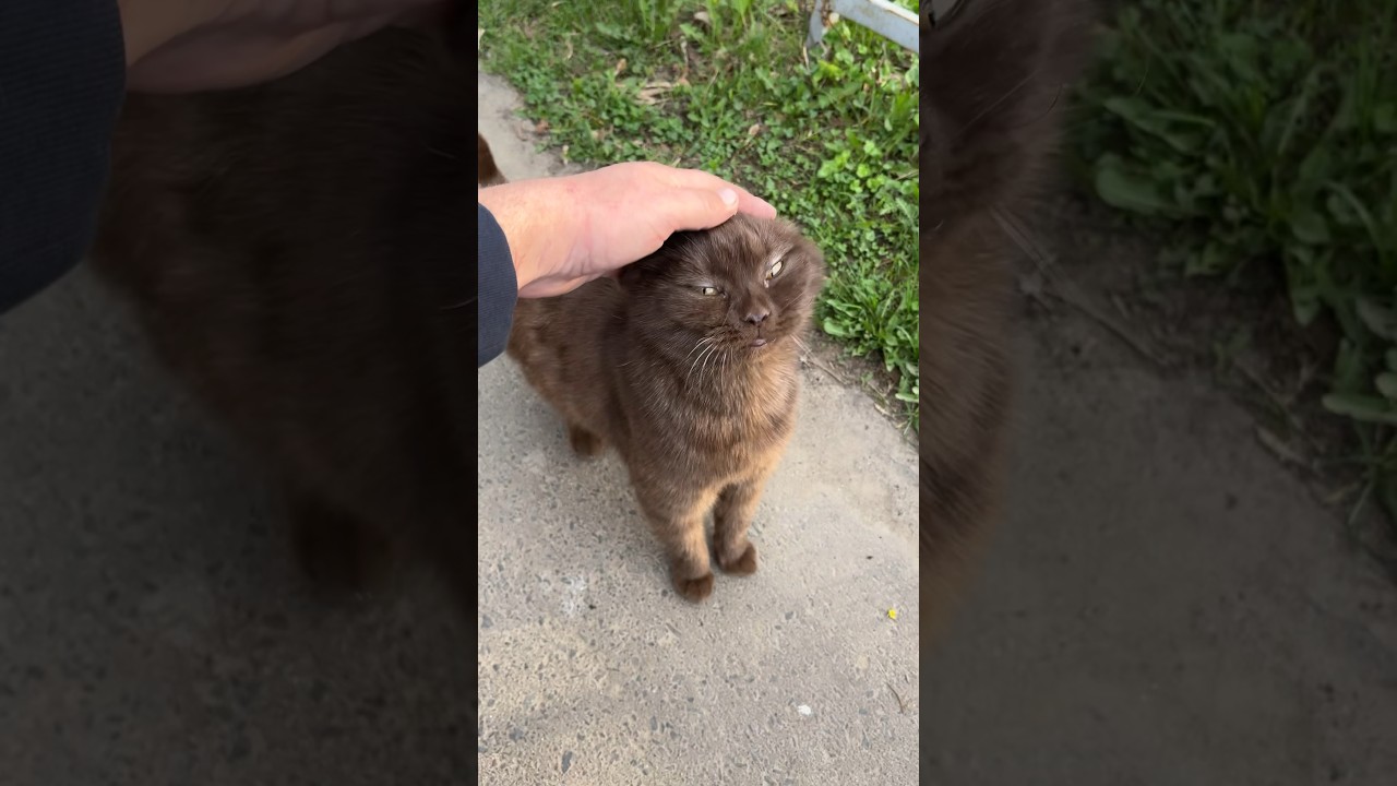 brown cat so hungry #cat #animals #cute
