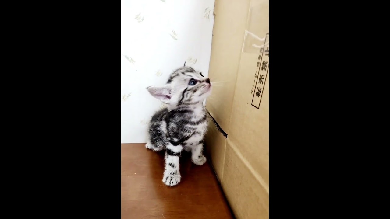 アメリカンショートヘア アメショーらしい綺麗なタビー柄　T