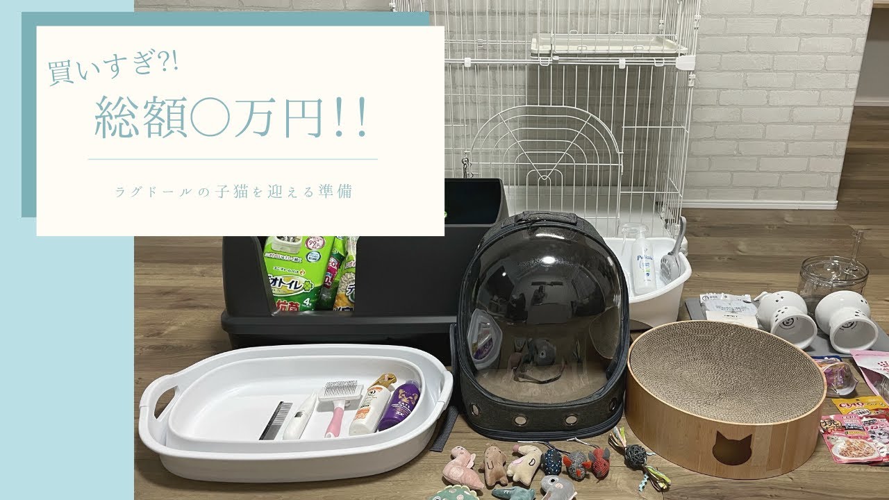 買いすぎ?!総額〇万円　ラグドールの子猫を飼う準備