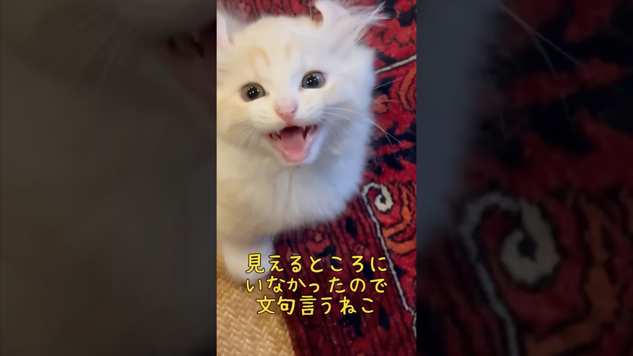 【キンカロー】みゃあみゃあ鳴くネコ詰め合わせ【マンチカール】