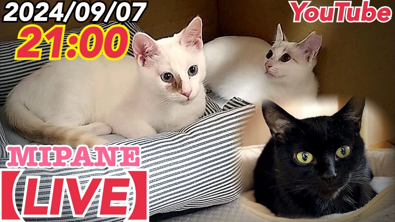 【LIVE】嬉しく悲しい別れ😭・『チャオ』『シャム子』『マミ』のトライアル！・『ノア・モカ』猫ハウスに帰ってきました！・里親大募集！