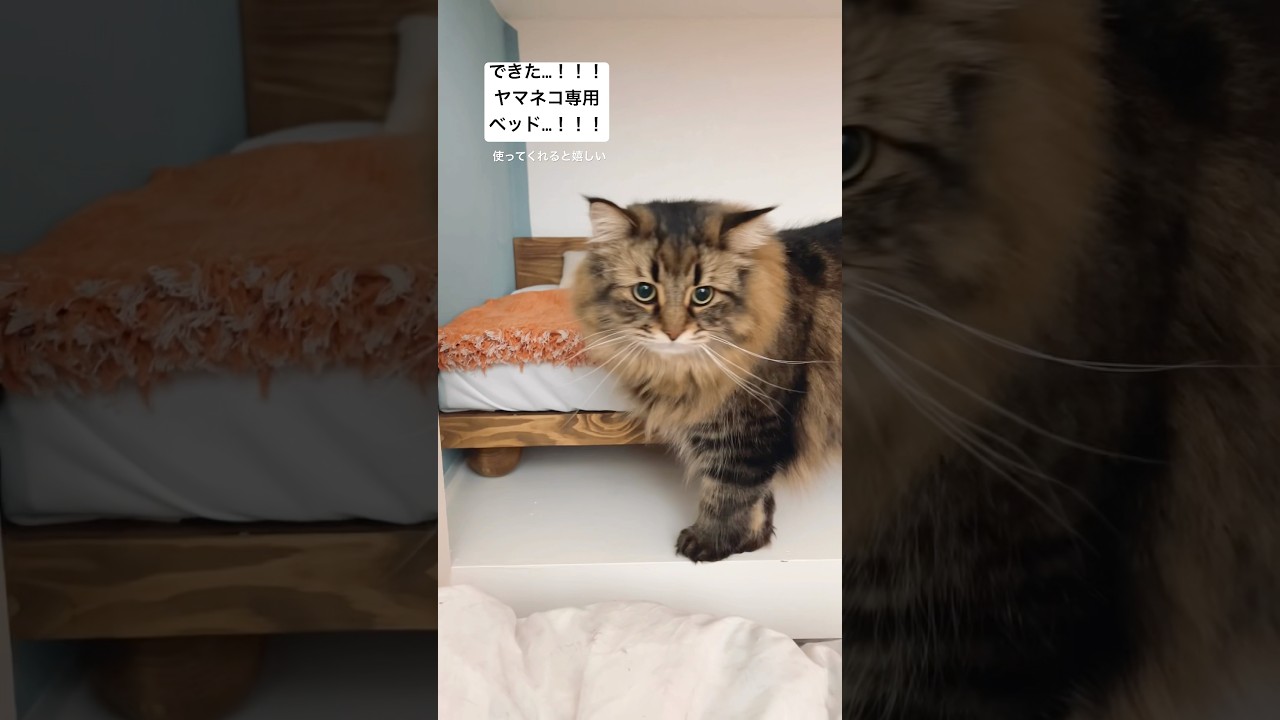 猫用ベッドを自作しました😻🛏️#cat #猫 #サイベリアン #DIY