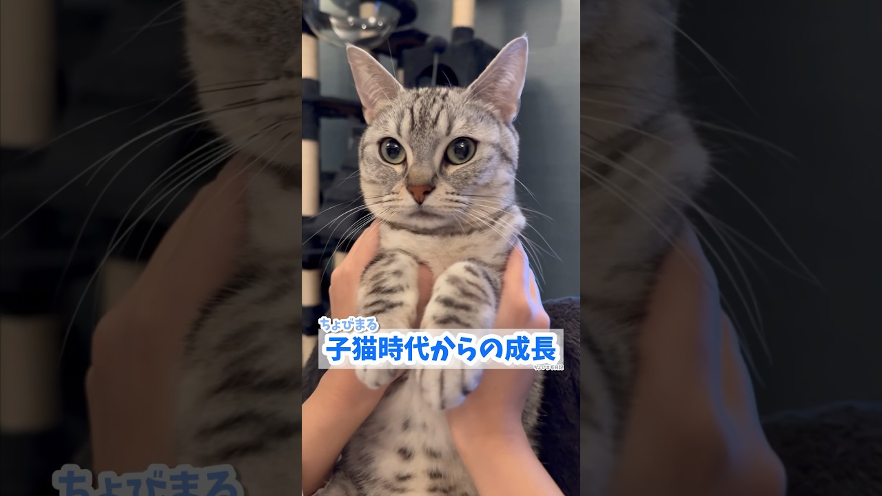 【猫動画】愛情たっぷりに猫を育てた結果...笑 #shorts