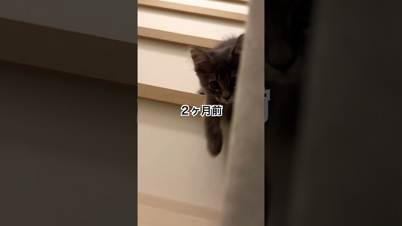 子猫の成長が早い #猫#cat#サイベリアン#Siberian#子猫#고양이#猫のいる生活