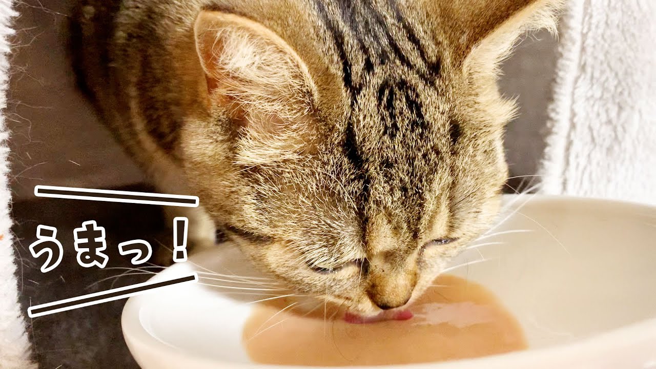 初めてのおやつを大音量の咀嚼音で食べる猫！ #351【生後1年と53日目 スコティッシュフォールド】