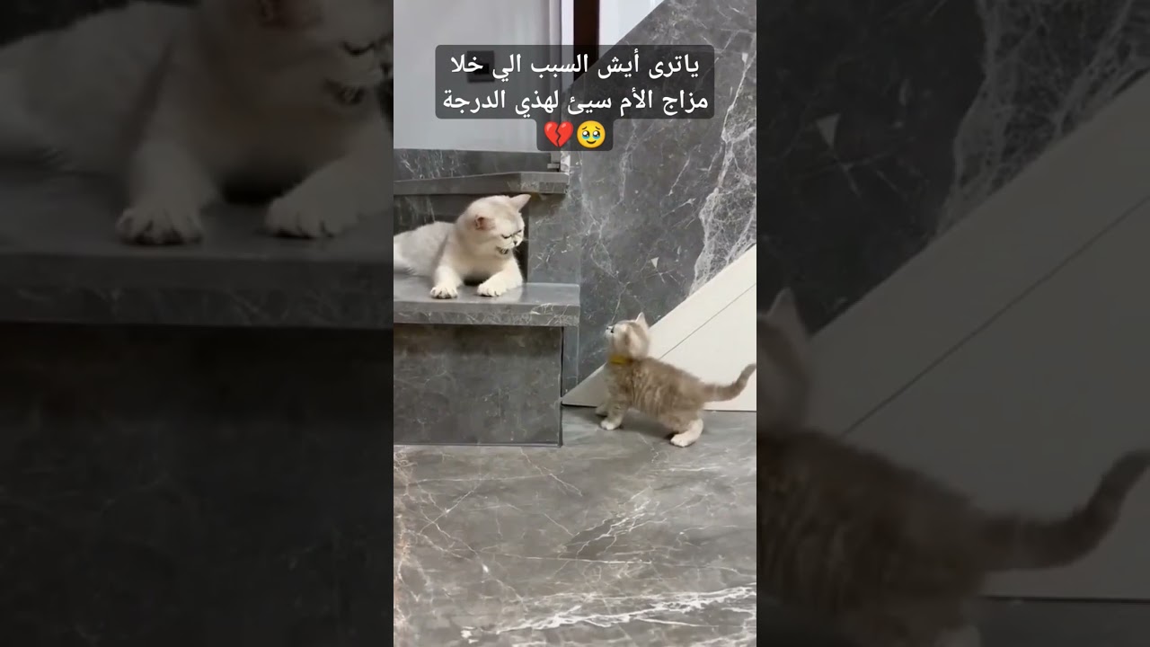 ياترى أيش السبب؟ اكتبو في التعليقات الاسباب الي تخلي مزاج قطك سيئ#cat #اكسبلور