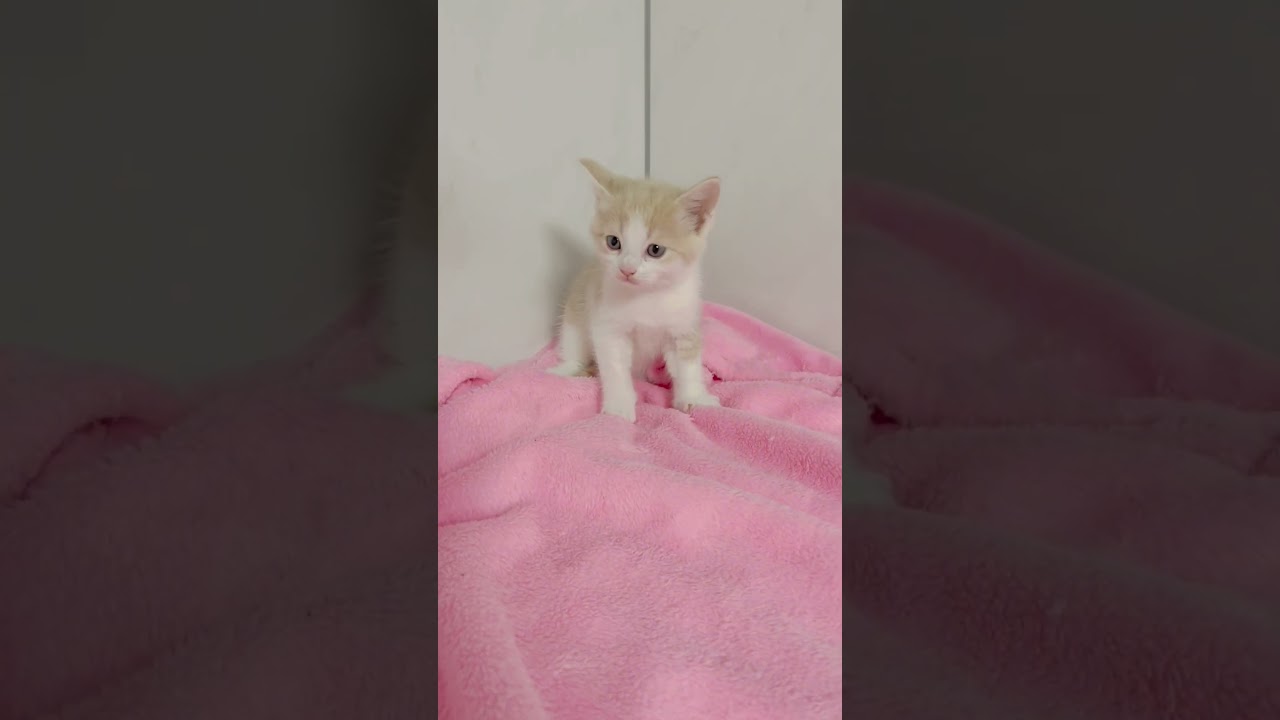 長足マンチカン男の子🩷 【お問合せ詳細は説明欄に記載あります】 #スクーカム #ブリーダー直販 #マンチカン #ミヌエット #ラパーマ #子猫 #子猫販売 #猫 #猫のいる暮らし #猫動画