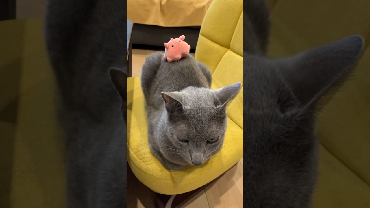 われのメンだこさんやぞ猫#猫 #ロシアンブルー #cat #russianblue