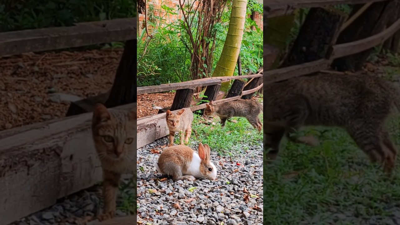 #manxcat #cute #cat #kitten #shortsfeed #animals #subscribe #shorts #love #youtubeshorts #funny #fyp