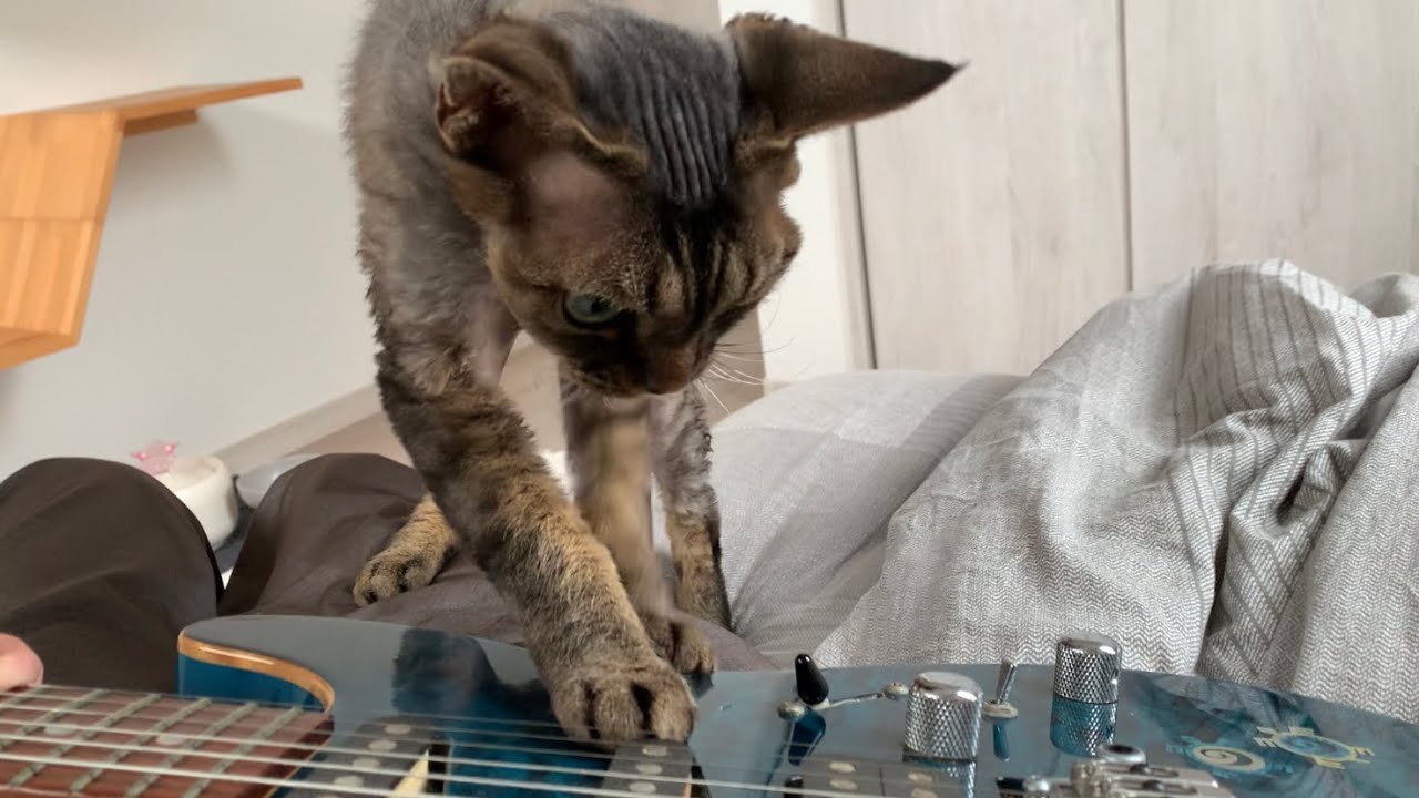 デボンレックス弟がギター練習の邪魔しにきました(Devon Rex cat prevents me from playing the guitar)