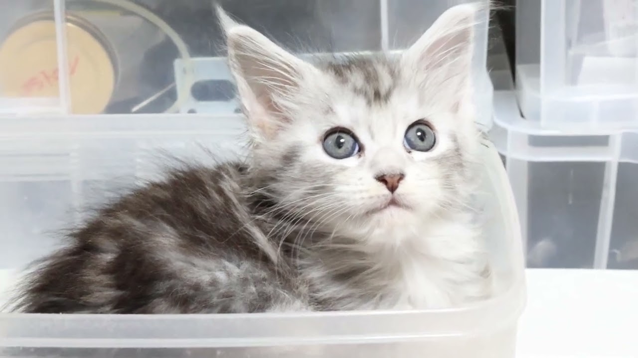 生後44日シルバーのメインクーン子猫イディスちゃん