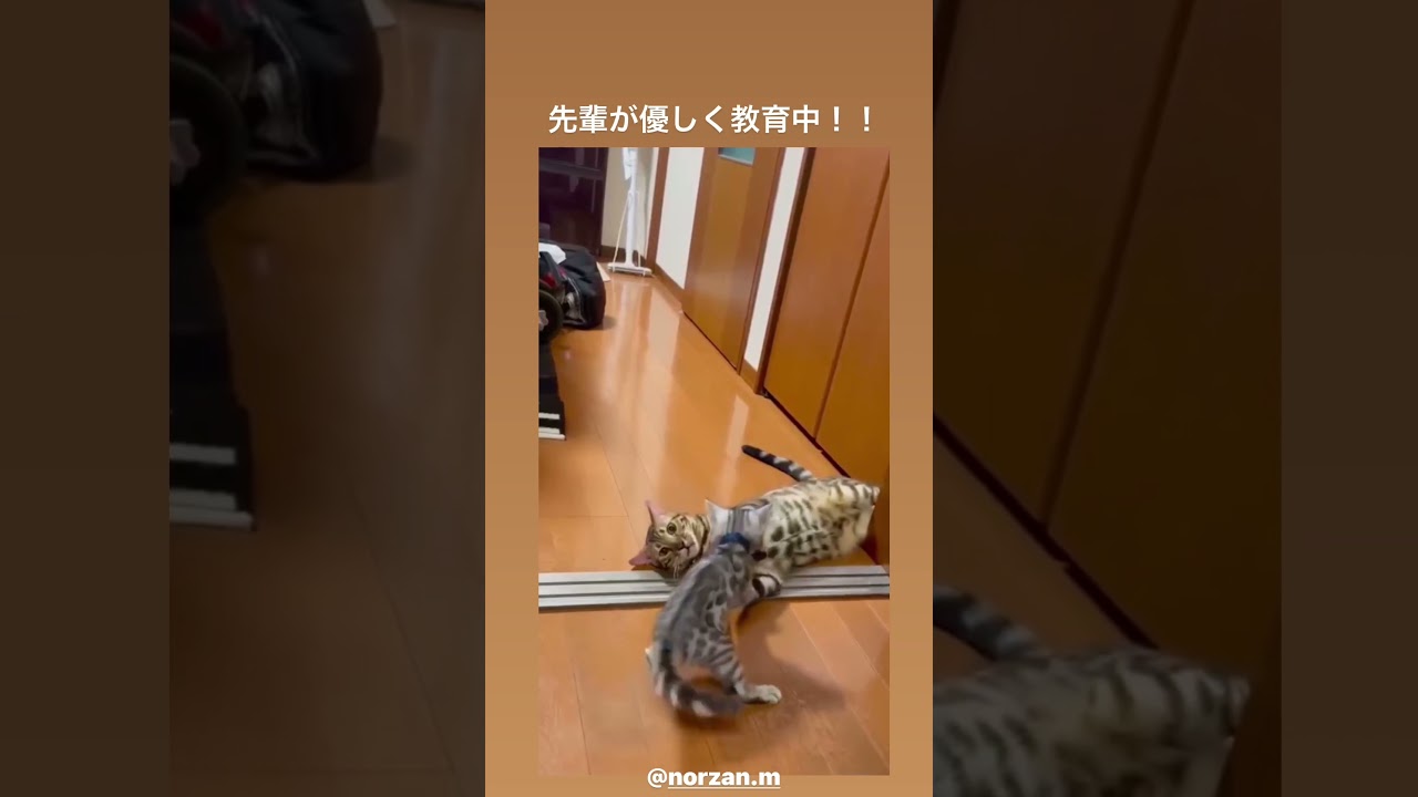 ベンガル子猫・先輩ベンガルと絡む（ノーザンみしま）#ベンガル子猫