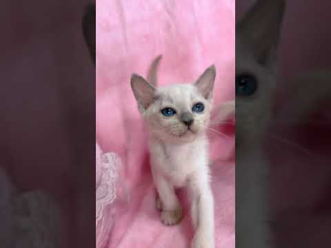 トンキニーズ 【生後10カ月まで生命保証付き✨】プラチナミンクの男の子💎【お土産付き🎁】