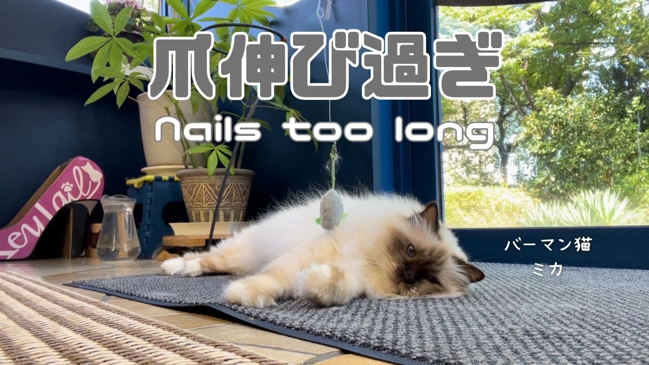 バーマン猫ミカ【爪伸び過ぎ】Nails too long（バーマン猫）Birman/Cat
