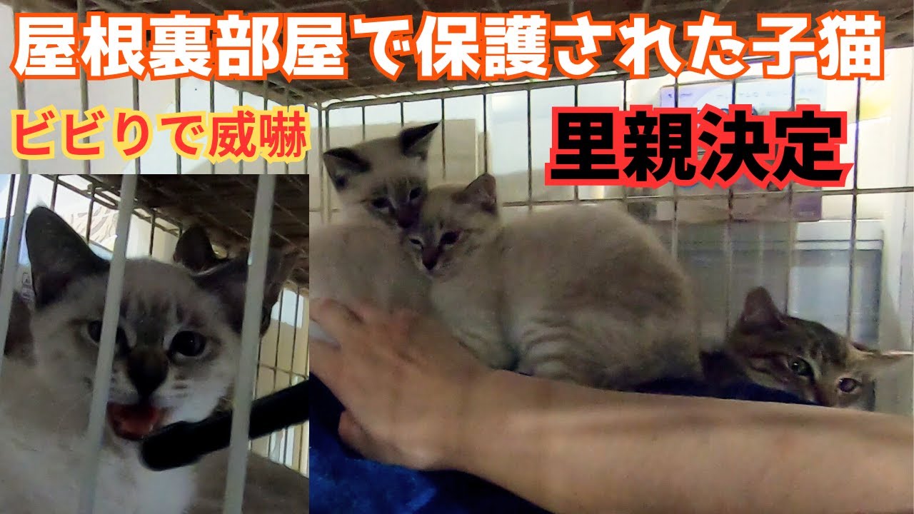 屋根裏部屋が保護された子猫のキジトラとシャム猫mixはビビりでも遊べない!（保護猫カフェ猫の木）十三駅　Kitten rescued in attic