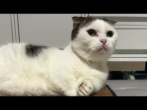 マンチカンかいちゃんねる がライブ配信中！#ライブ配信