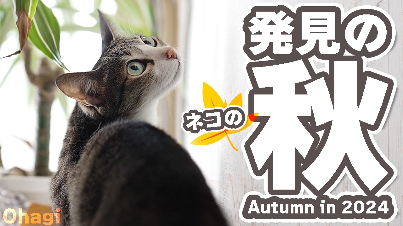 猫の秋は発見と活動の秋