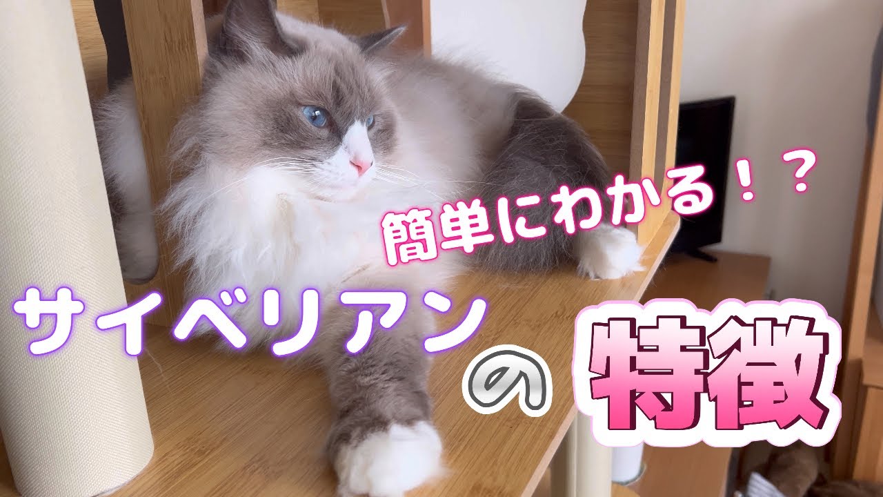 簡単にわかるサイベリアンの特徴 #猫動画 #サイベリアン #cat
