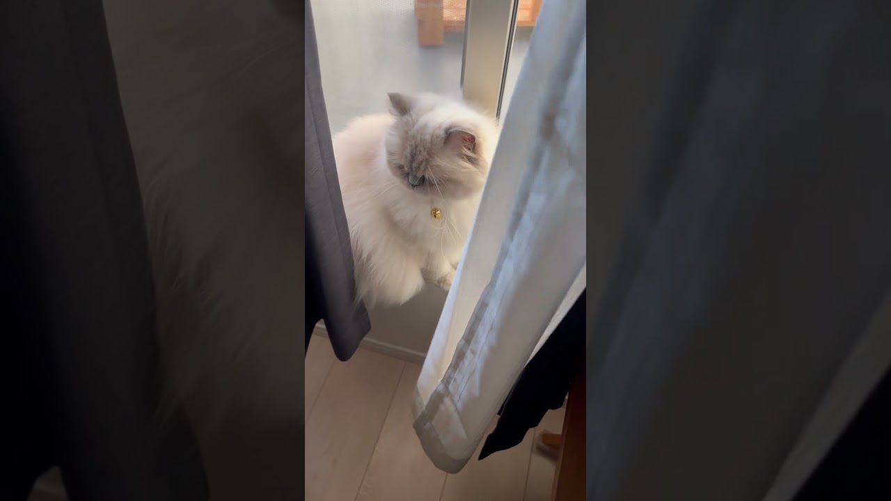 今日もﾆｬﾙｿｯｸ？！なヒマラヤンのマーベル🐈🐾 #shorts #猫好きさんと繋がりたい #ねことの暮らし #猫のいる暮らし #ねこと暮らす #cat