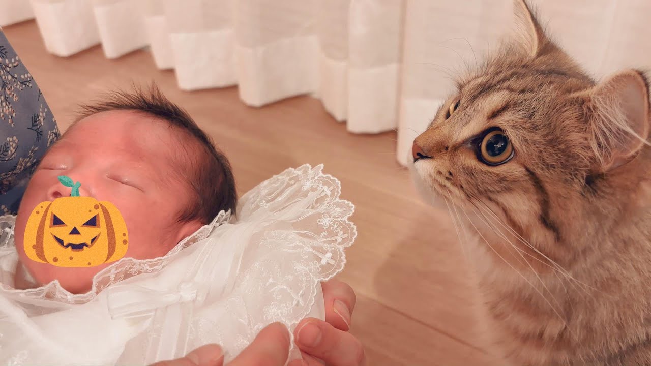 赤ちゃんをお迎えした時の慈しむような反応が尊い子猫がかわいい【episode41】【サイベリアン】【初対面】
