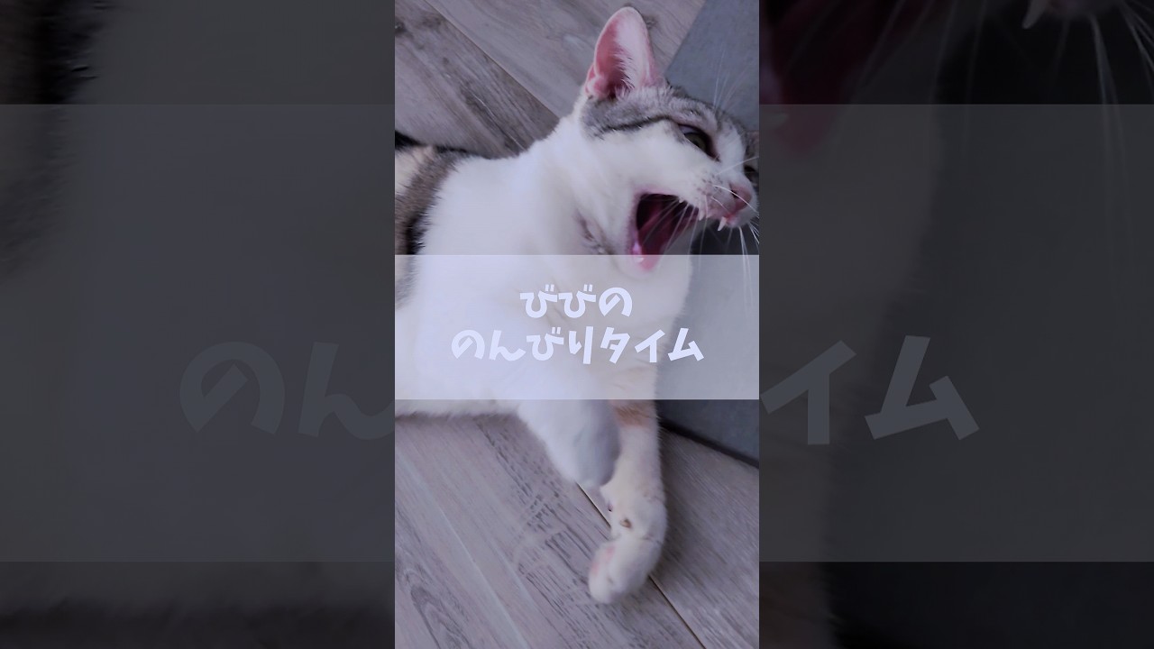 びびのお昼寝前ののんびりタイムです。のんびり見てね。 #ネコ #cat #猫のいる暮らし #猫動画