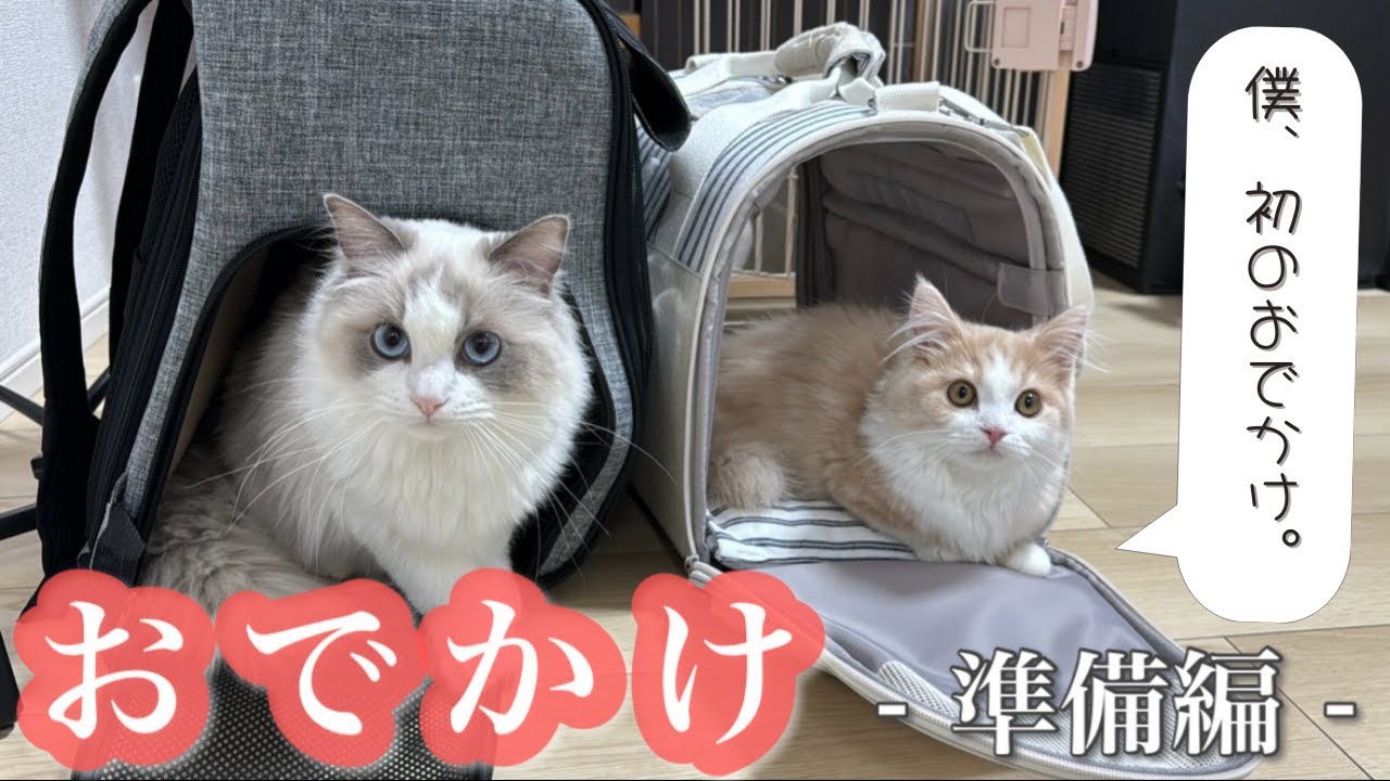 子猫のミヌエットお出かけの準備中が可愛すぎた