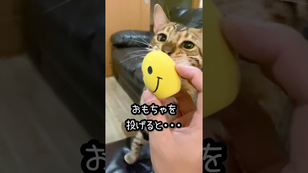 ベンガル猫におもちゃを投げると・・・