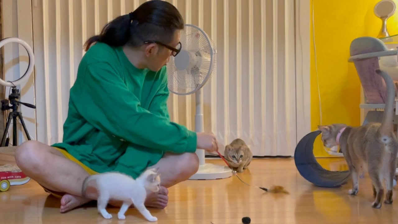 ニャンズみんなで猫じゃらし遊び