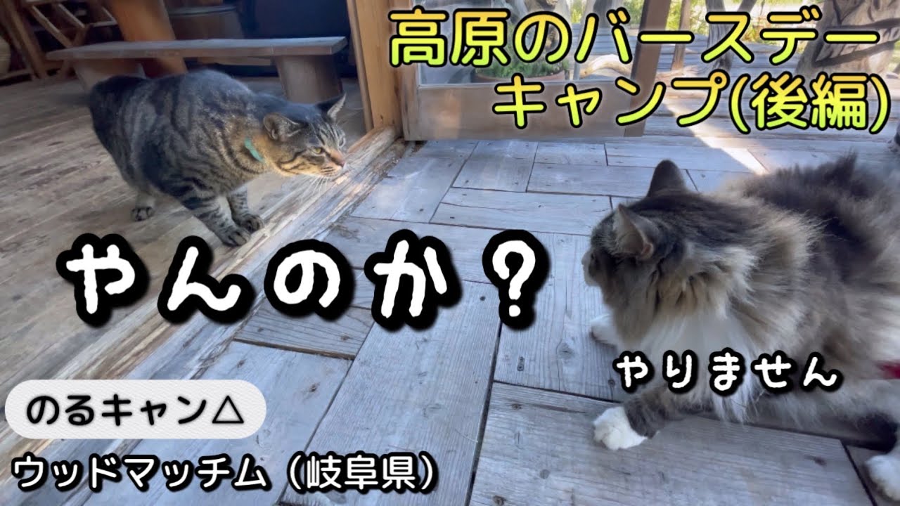 【猫とキャンプ】203話「高原のバースデーキャンプ（後編）」