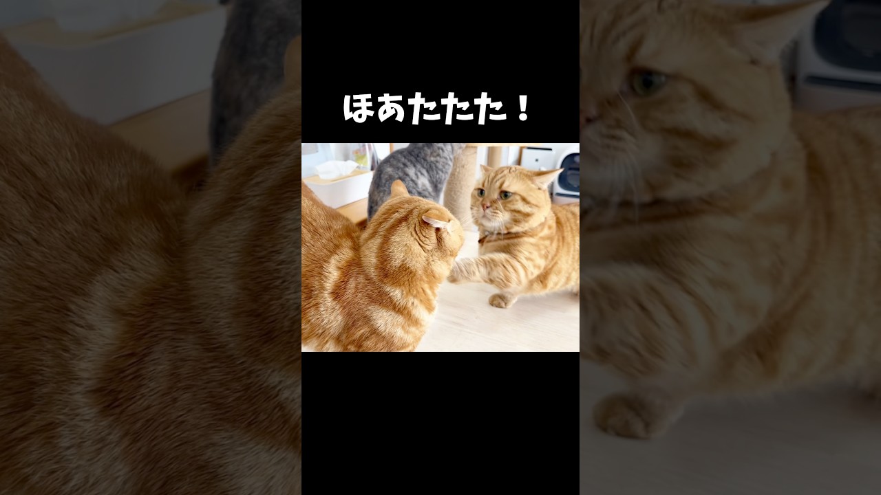 左ききのベイビー #猫 #マンチカン #shorts