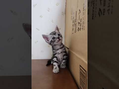 アメリカンショートヘア アメショーらしい綺麗なタビー柄　D