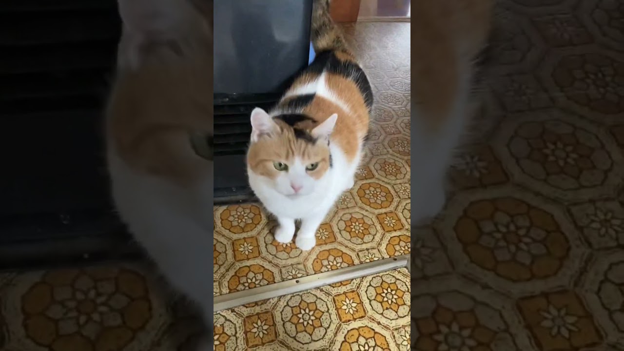 【三毛猫】かわいい声で喋りかけてくる猫