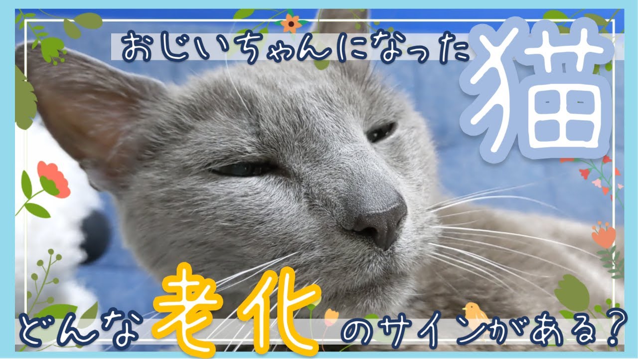 猫の老化のサインはとは？おじいちゃん猫編！