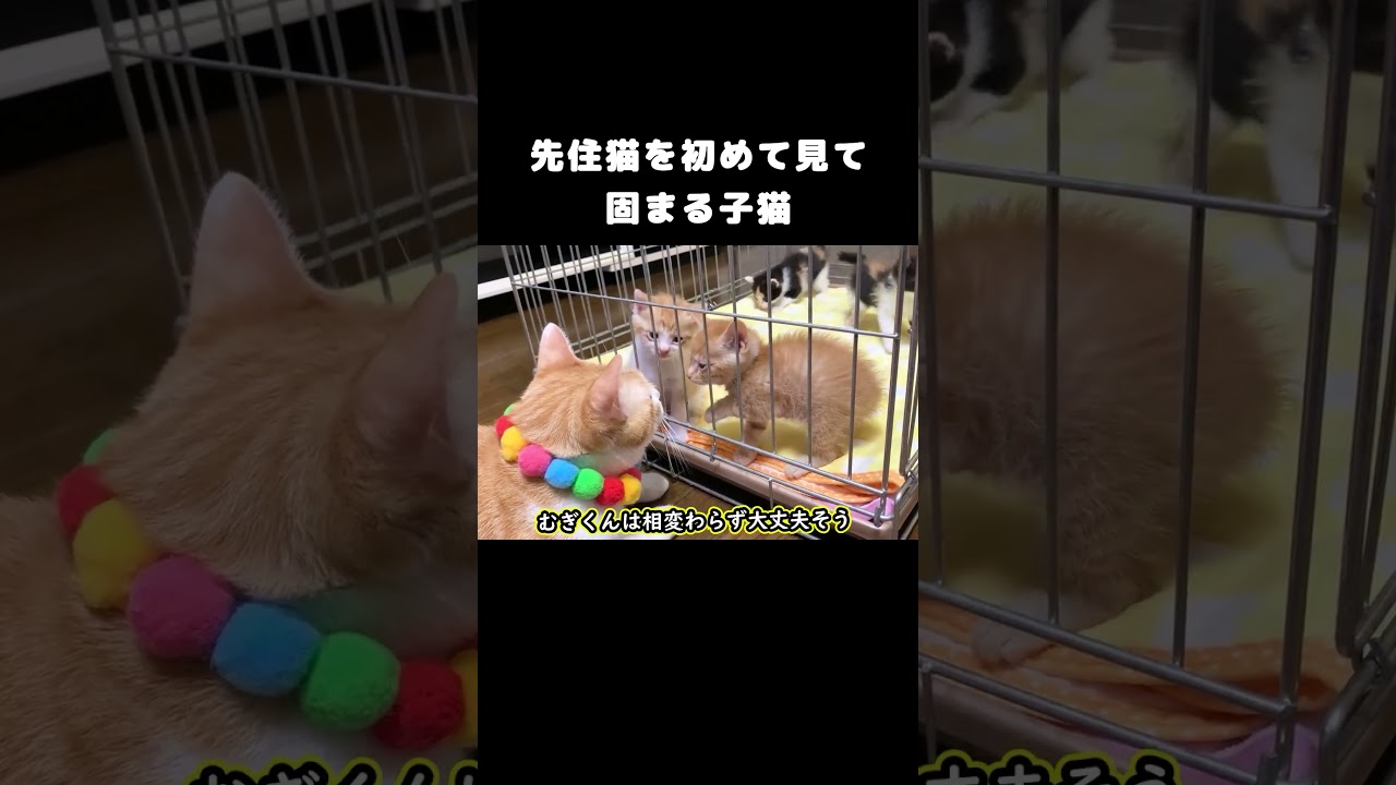 先住猫を初めて見て固まる子猫 #保護子猫 #kitten