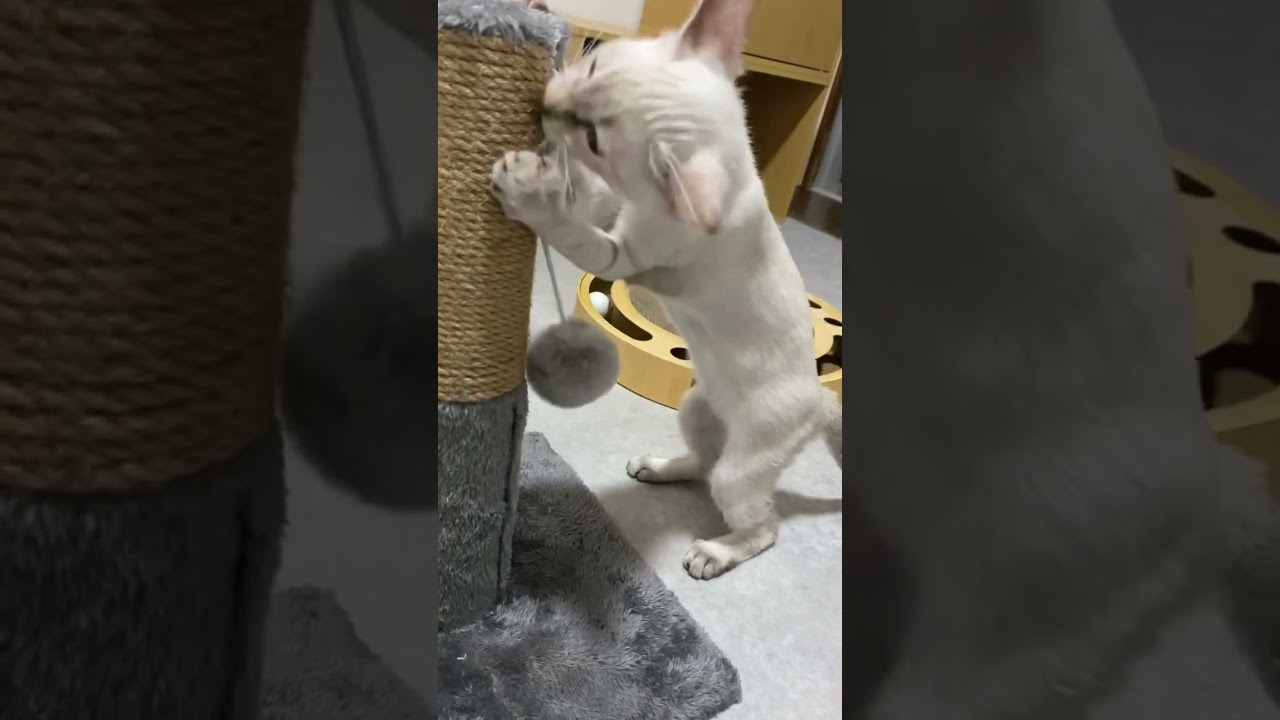カミカミしてくぜ！　#元保護猫　#シャムトラ　#シャムミックス　#cat #猫耳 #kitten #シャムmix  #子猫 #猫耳