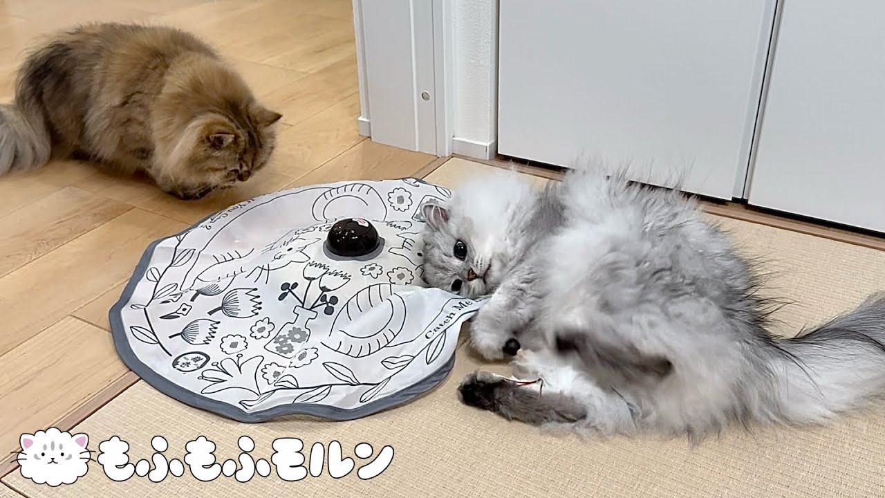 猫が好きなのはおもちゃなのかそれとも…？ 【サイベリアン】