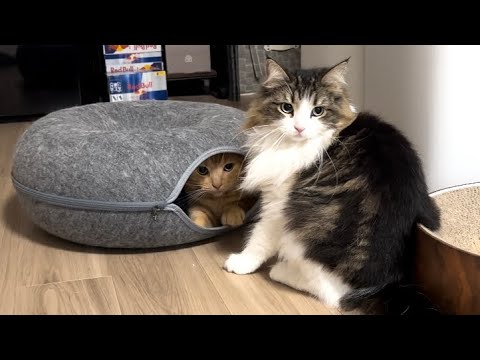 2匹がお気に入りの猫用ベッドが猫たちの取り合いになりました...