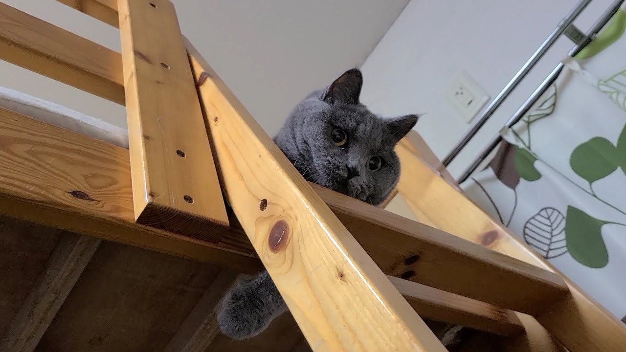 【猫】 どこにいても遊びに夢中なまるちゃん 【ブリティッシュショートヘア】