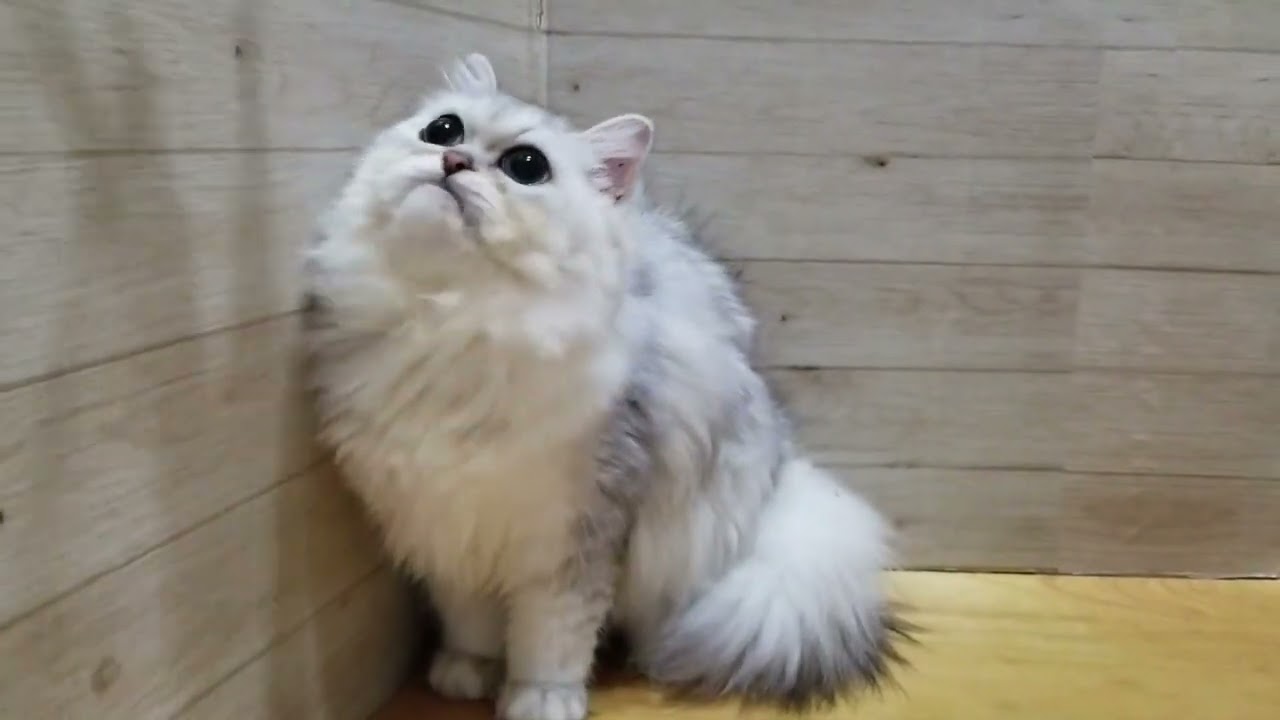 ペルシャ（チンチラ） 甘えん坊でおとなしいです。