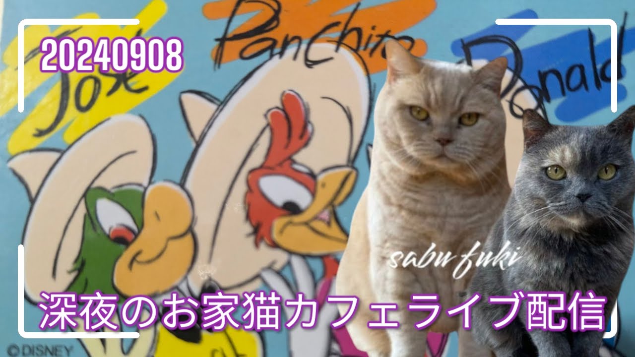 深夜のお家猫カフェライブ配信　１７２