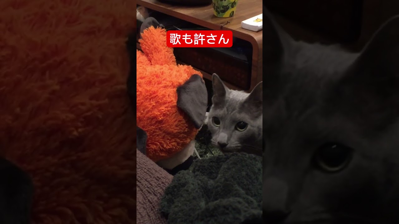 飼い主の歌が許せない猫🍋#猫 #ロシアンブルー #cat #russianblue