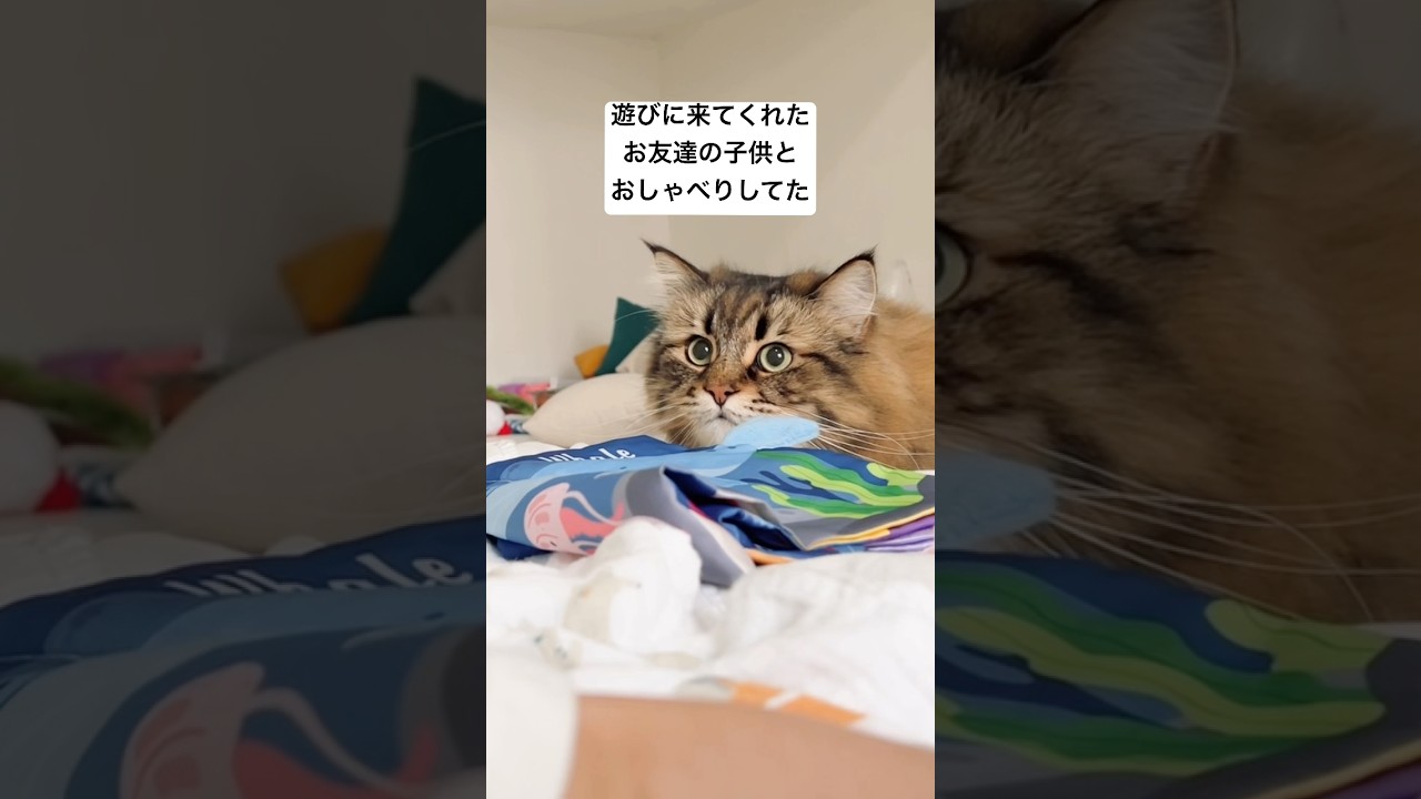 赤ちゃんとおしゃべりネコたん #猫 #サイベリアン #赤ちゃん