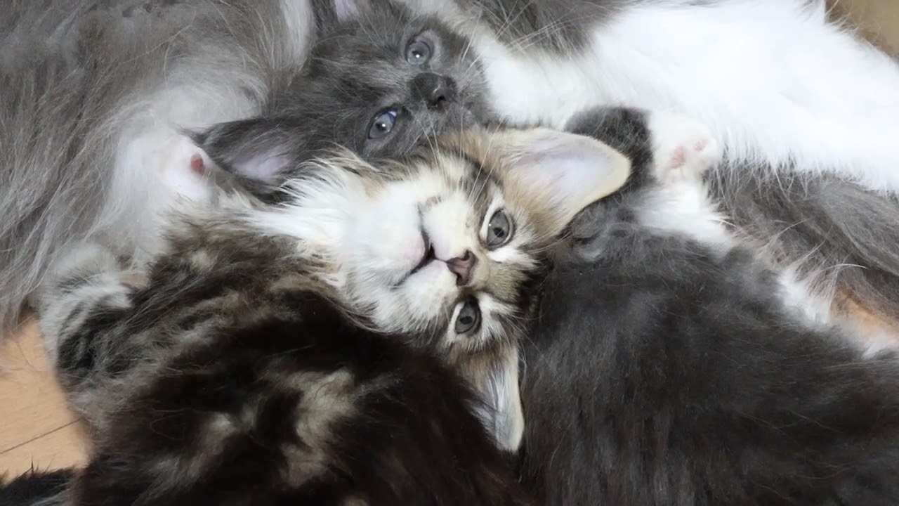 生後45日ブラウンのメインクーン子猫グルー君