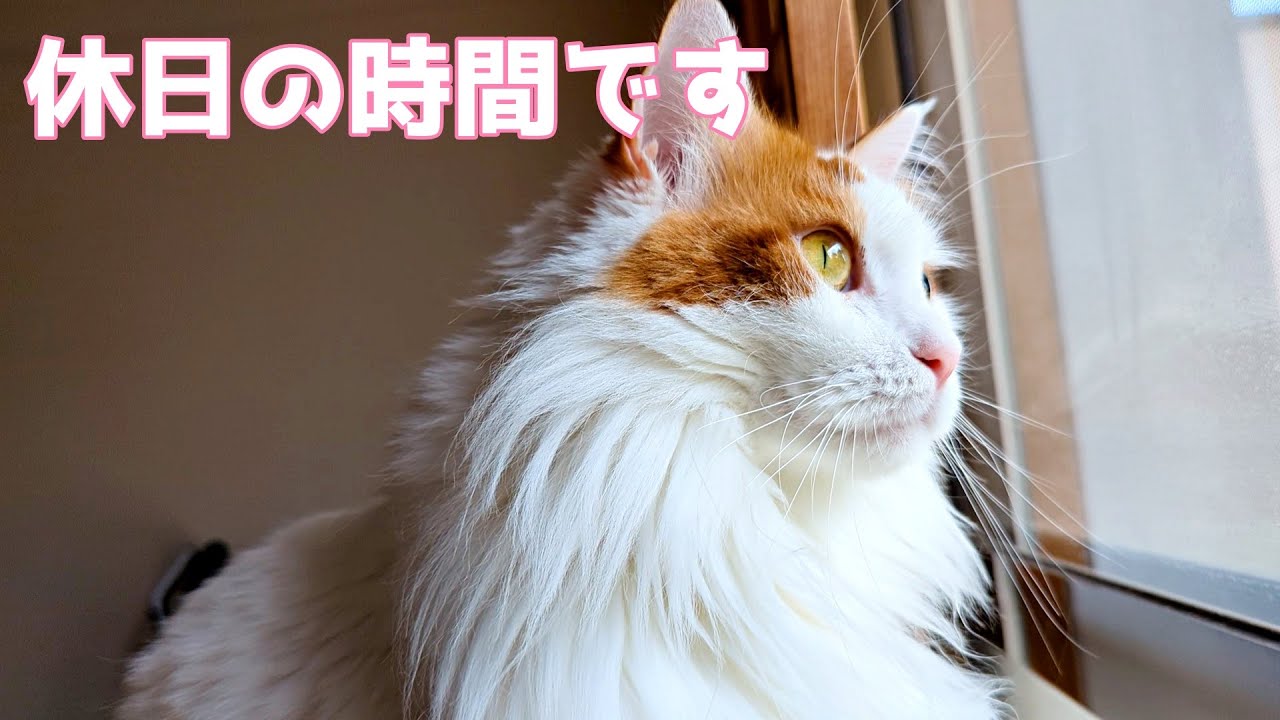 にゃるそっくをしているメインクーンの後ろでは…