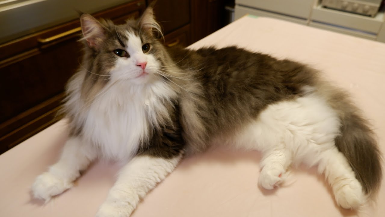 【お引越し】初めてのお家に戸惑うノルウェージャンフォレストキャットのショーヘイ