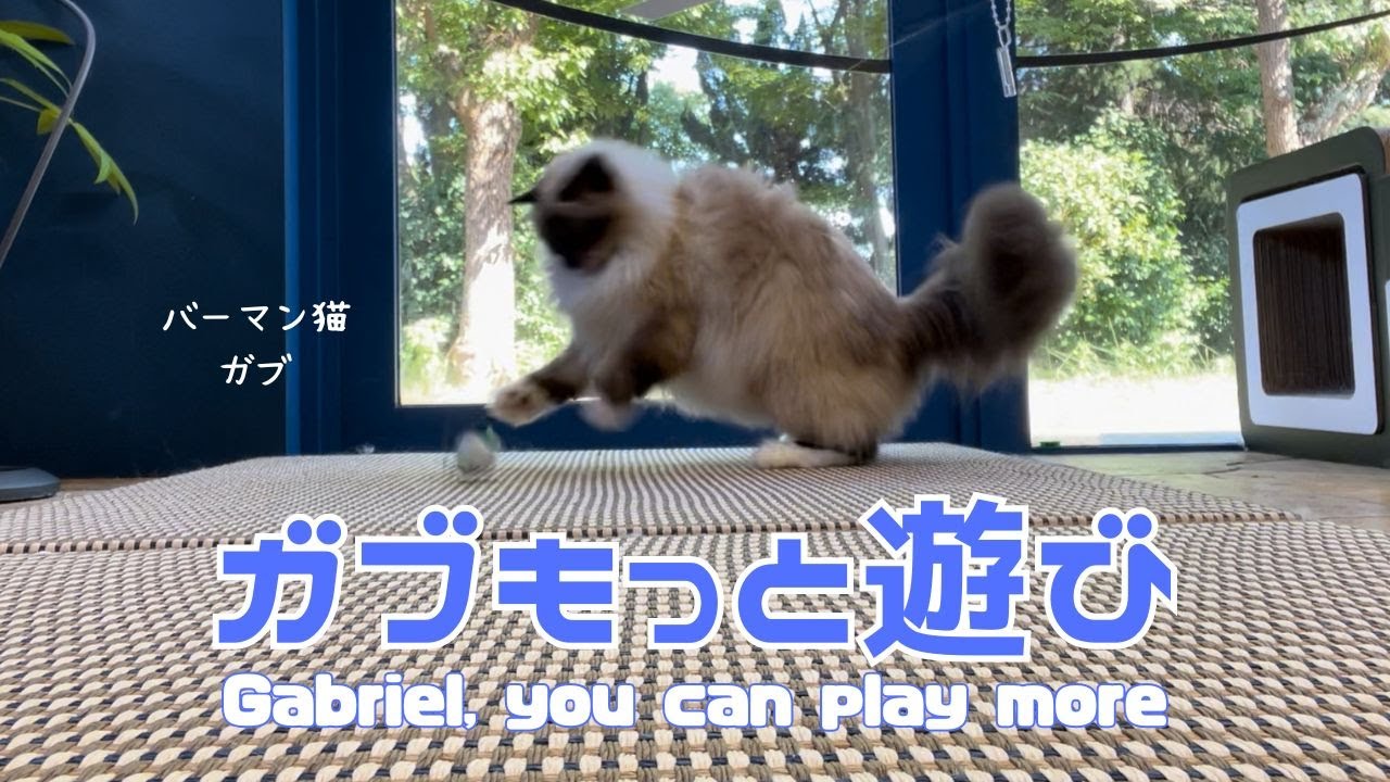 バーマン猫ガブとラフ【ガブもっと遊び】Gabriel, you can play more（バーマン猫）Birman/Cat