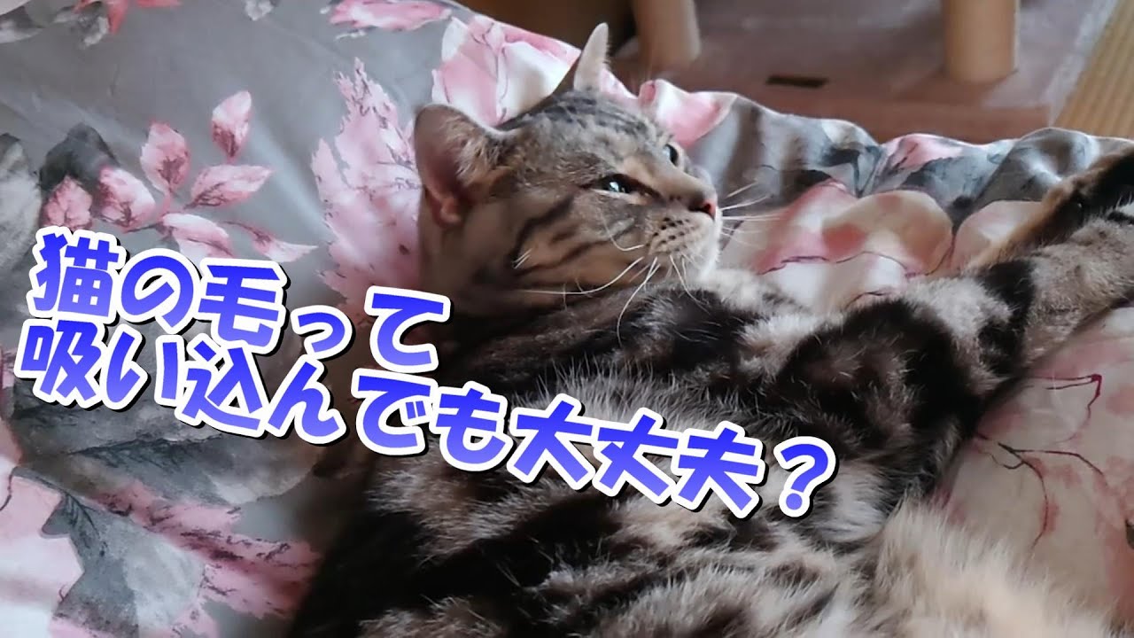 猫の毛って吸い込んでも大丈夫なの？猫吸い（アメリカンショートヘア、猫雑学）